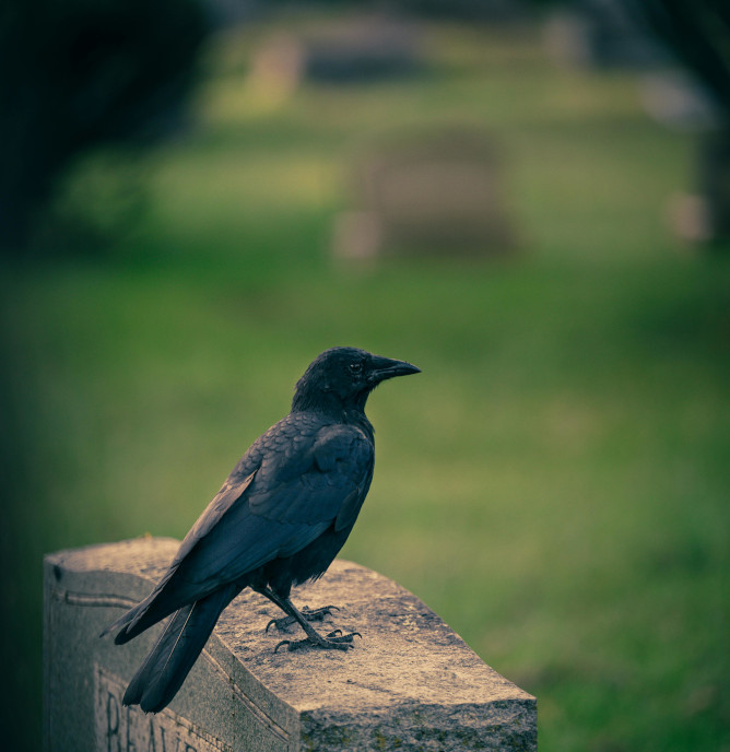 Memorial stone with a bird perched nearby in quiet cemetery setting
